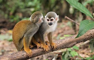 AMAZONAS MARAVILLA NATURAL